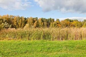 autunno scenario con foresta e corsa prato foto