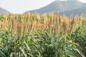 miglio o sorgo nel campo dei mangimi per il bestiame foto