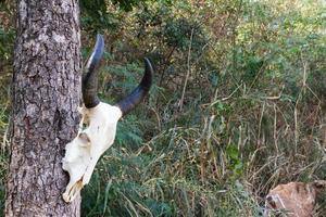 cranio bufalo su albero foto