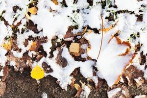 il primo neve su giallo caduto le foglie su terra foto