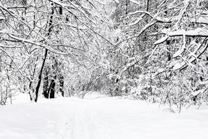 sentiero nel neve nel foresta nel nuvoloso inverno giorno foto