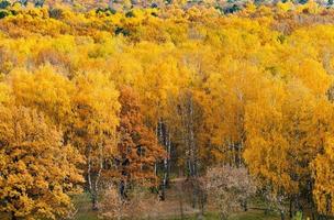 bordo di autunno foresta foto