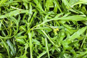 molti fresco verde le foglie di rucola erba avvicinamento foto