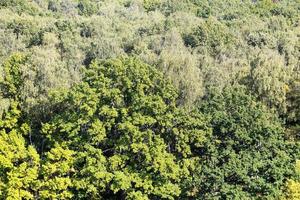 sopra Visualizza di quercia albero nel verde denso foresta foto