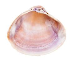 vuoto Marrone e viola conchiglia di mollusco isolato foto