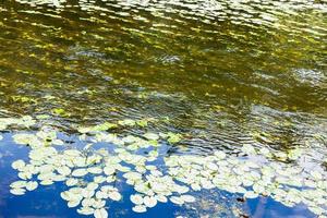 acqua flusso nel fiume coperto di vegetazione di Ninfea le foglie foto