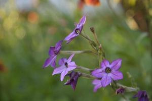 colorato fiori di fragrante tabacco nicotiana alata nel il giardino nel estate. bellissimo tabacco fiori nel il sera. foto