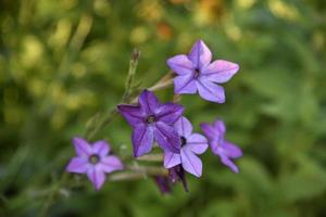 colorato fiori di fragrante tabacco nicotiana alata nel il giardino nel estate. bellissimo tabacco fiori nel il sera. foto