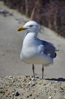 gabbiano reale europeo su Helgoland foto