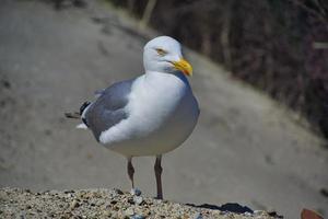 gabbiano reale europeo su Helgoland foto