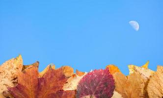 autunno caduto le foglie e blu cielo con Luna foto