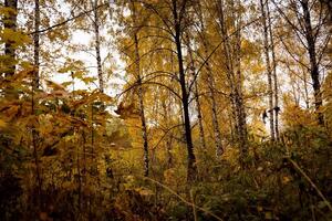 alberi con foglie gialle foto