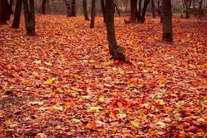 foglie d'autunno cadute foto