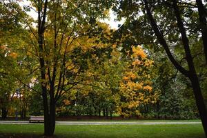 alberi nel autunno città parco foto