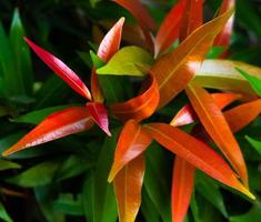 rosso sparare foglia ornamentale pianta vicino su foto