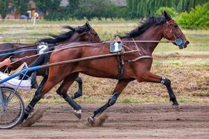 il in esecuzione di bellissimo e grazioso cavalli imbrigliato per carri. foto