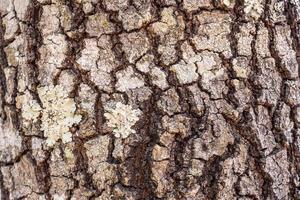 trama di corteccia d'albero foto