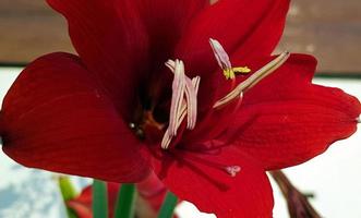 vicino su amarillide fiori mostrando polline, amarillide, amaryllidaceae, hippeastrum reginae erba foto