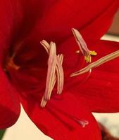 vicino su amarillide fiori mostrando polline, amarillide, amaryllidaceae, hippeastrum reginae erba foto