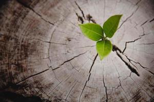 avvicinamento albero nuovo vita crescita squillo. forte verde pianta foglia in crescita su vecchio legna ceppo. speranza per un' nuovo vita nel futuro naturale ambiente, rinnovo con attività commerciale sviluppo e eco simbolico concetto. foto