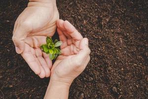 sporco mani cura pianta alberi nel il terra su mondo ambiente giorno. giovane piccolo verde nuovo vita crescita su suolo nel ecologia natura. umano persona crescere piantine e proteggere nel giardino. agricoltura concetto foto