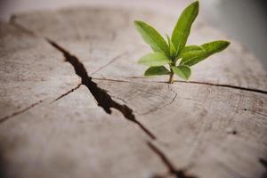 avvicinamento albero nuovo vita crescita squillo. forte verde pianta foglia in crescita su vecchio legna ceppo. speranza per un' nuovo vita nel futuro naturale ambiente, rinnovo con attività commerciale sviluppo e eco simbolico concetto. foto