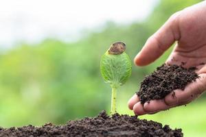 umano mani Tenere fertile suolo e giovane albero, piantare alberi per ridurre globale riscaldamento, ambiente terra giorno, foresta conservazione concetto foto