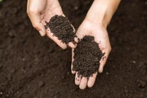 superiore Visualizza. contadino Tenere suolo nel mani. il ricercatori dai un'occhiata il qualità di il suolo. agricoltura, giardinaggio o ecologia concetto disposizione , copia spazio. foto