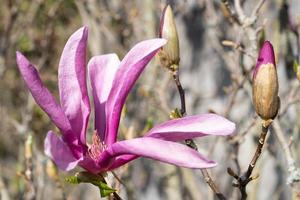 tulipano magnolia, magnolia liliiflora foto