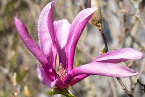 tulipano magnolia, magnolia liliiflora foto