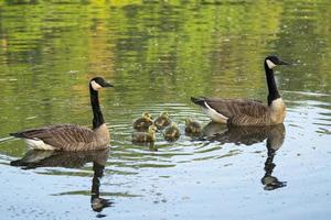 oca canadese, canadensis del branta foto