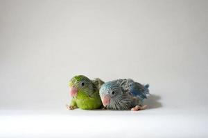 forpus uccellino neonato verde e blu pied colore animali fratelli in piedi su sfondo bianco, è il pappagallo più piccolo del mondo. foto