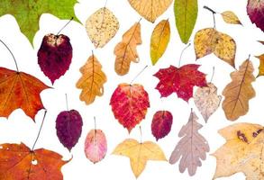 foglia autunno a partire dal autunno le foglie foto