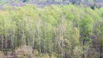 betulla boschetto nel foresta con primo verde fogliame foto