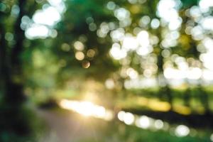 foresta nel il mattina, bokeh sfondo su messa a fuoco foto