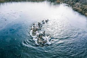 oche nel acqua, nuotare su il fiume, soleggiato giorno foto