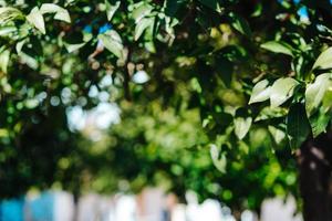 verde fogliame di alberi foto