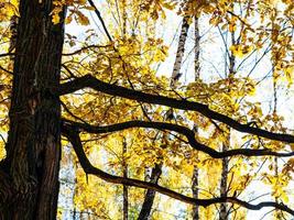 quercia albero tronco e ramo con giallo le foglie foto