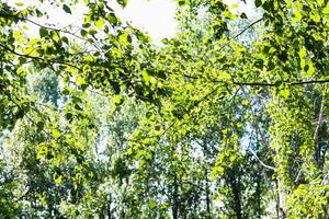 verde fogliame di pioppo albero nel foresta nel estate foto