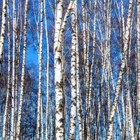 bianca betulla tronchi e blu cielo foto