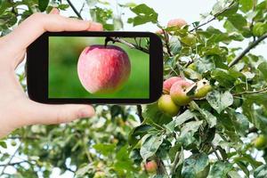 turista fotografie di rosa Mela all'aperto