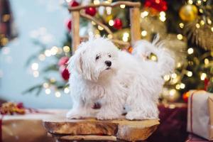 piccolo bianca terrier su il sfondo di il Natale albero foto