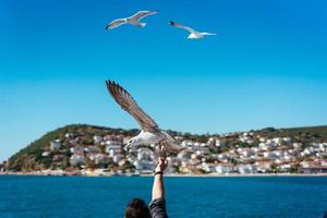 il maschio mano feed il mare gabbiani foto