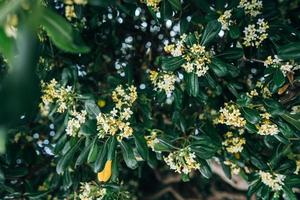 pittosporum tobira fiori e foglie, vicino angolo foto