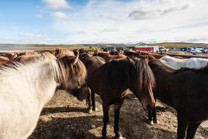 mandria di islandese pony su campo nel settembre foto