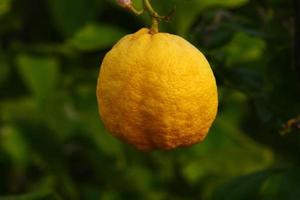 verde foglia su giallo Limone foto