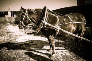 ritratto di imbrigliato cavallo retrò foto