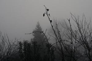 alberi nel pesante nebbia foto