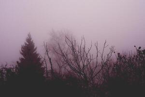 alberi nel pesante nebbia foto