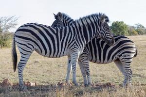 Due zebre insieme foto